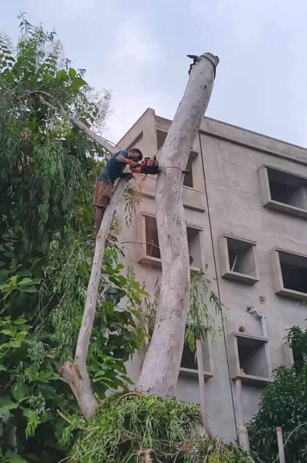 अवैध पेड़ कटाई