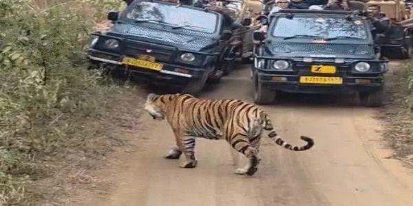 रणथंभौर में प्रियंका गांधी ने परिवार संग की टाइगर सफारी