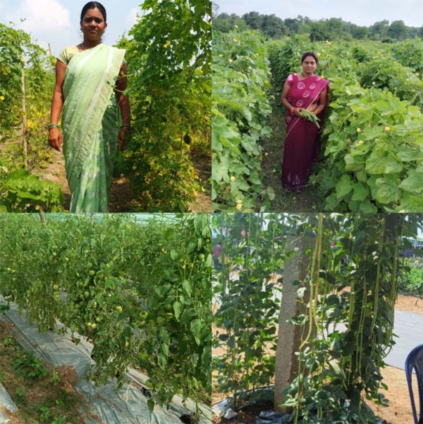 बिहान योजना से महिलाएं बन रही आत्मनिर्भर बिहान योजना से महिलाएं बन रही आत्मनिर्भर