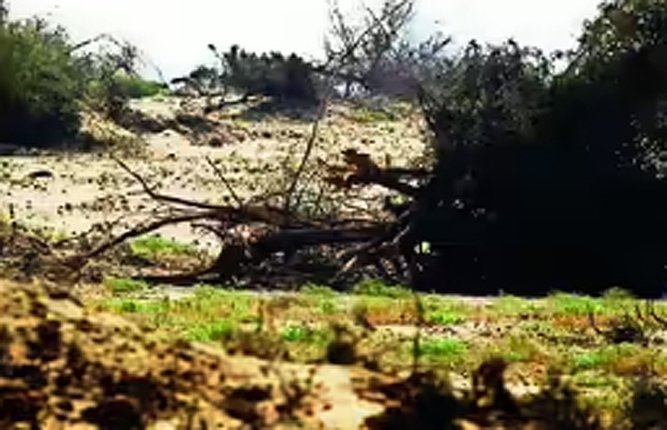 बीकानेर के पत्रकाराें की ओर से गोचर व खेजड़ी मुद्दे पर ज्ञापन देंगे डीसी काे