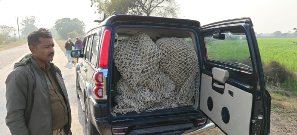 तेंदुआ तेंदुआ