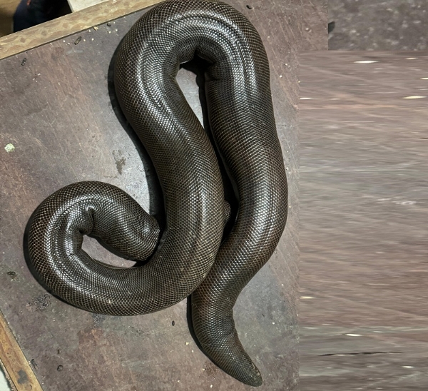 रेड सेंड बोआ