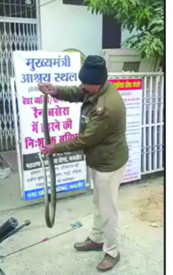 मंदसौर रेन बसेरा में निकला 7 फीट लंबा सांप:रेस्क्यू कर छोड़ा मंदसौर रेन बसेरा में निकला 7 फीट लंबा सांप:रेस्क्यू कर छोड़ा