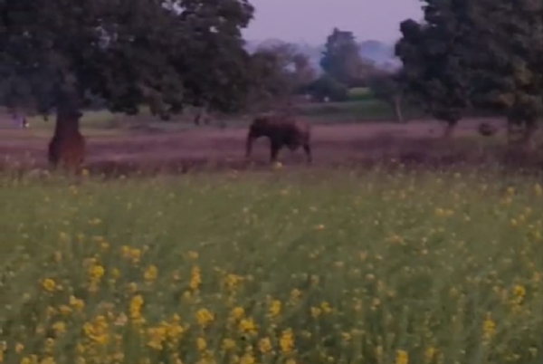 खेत में विचरण करता हाथी
