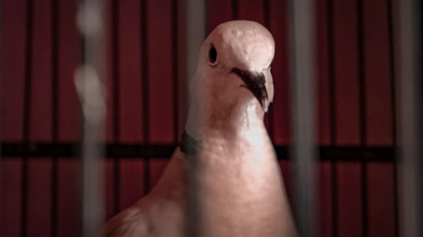 जम्मू के अखनूर सेक्टर के एक अग्रिम गांव से पकड़ा गया एक संदिग्ध कबूतर