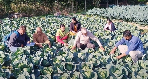 किसानों द्वारा उगाई गई सब्जी की फसल।