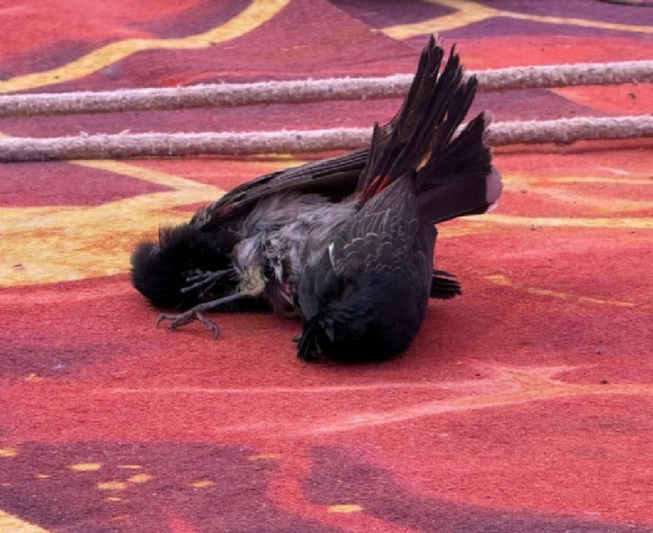 विंध्यधाम में बुलबुलों के बीच मुकाबला।