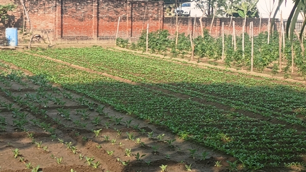 धूप खिलने से खेतो में पौधे खिले धूप खिलने से खेतो में पौधे खिले