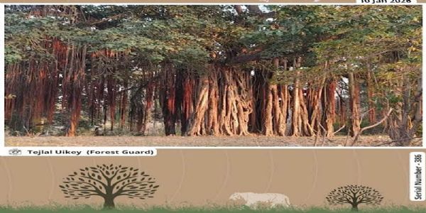 सिवनीः पेंच टाइगर रिजर्व में बरगद वृक्ष की विशेषताओं पर फारेस्ट गार्ड तेजलाल उइके की जानकारी साझा