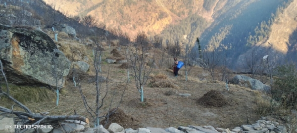 बागीचों में समय से पहले फ्लावरिंग की संभावना, सेब की फसलें होंगे प्रभावित