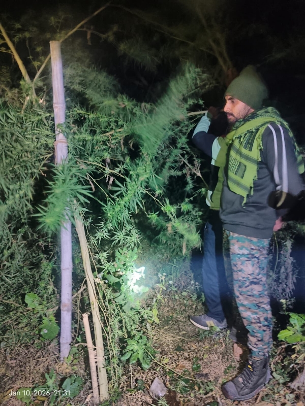 गांजे की फसल को नष्ट करते अधिकारी गांजे की फसल को नष्ट करते अधिकारी