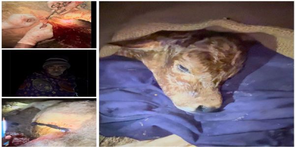 एमसीबी: पशु चिकित्सकों ने जटिल ऑपरेशन कर नवजात बछड़े को दी नई जिंदगी