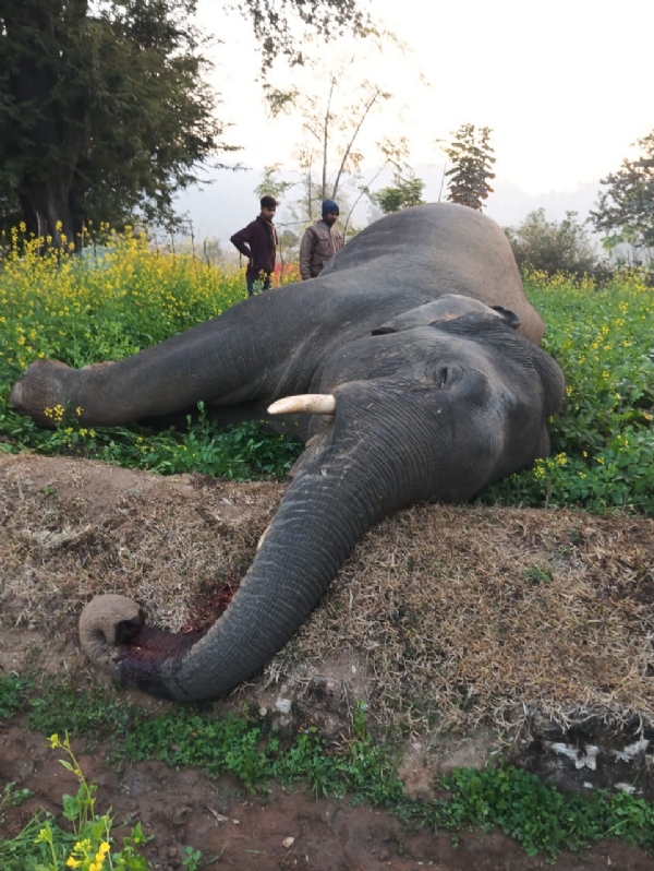 हाथी की लाश