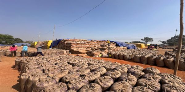 धमतरी में समर्थन मूल्य पर धान उपार्जन तेज, अब तक 48.59 लाख क्विंटल की खरीद