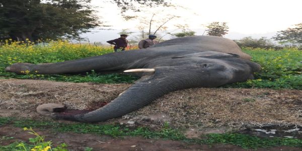 रामगढ़ के जंगल में हाथी की मौत, पोस्टमार्टम में खुलेगा राज