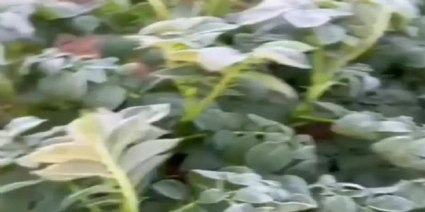 लगातार गिर रहा पाला बढ़ा रहा किसानों की धड़कन, फसल प्रभावित