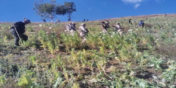 मणिपुर के चंदेल में 65 एकड़ अवैध अफीम की खेती नष्ट