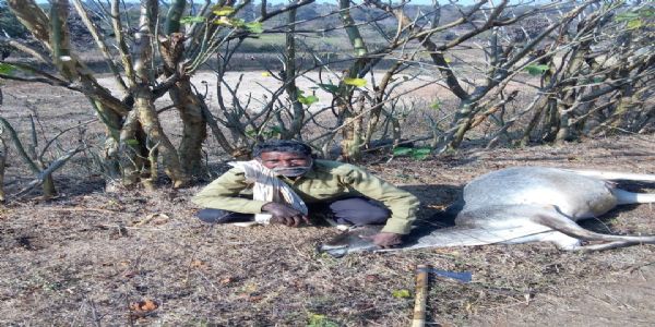 अनूपपुर: चटुआ के जंगल में तेंदुआ ने किया गाय का शिकार, एक सप्ताह में दूसरा मामला