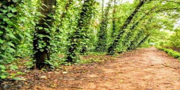 दंतेश्वरी हर्बल समूह पर सरकारी जमीन कब्जा करने का ग्रामीणाें ने लगयाा आरोप