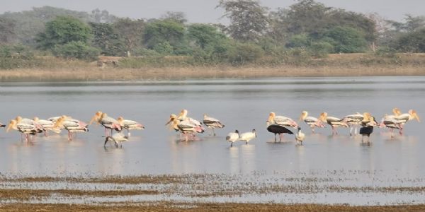 गाजोलडोबा में प्रवासी पक्षियों की संख्या 28 साल में सबसे कम