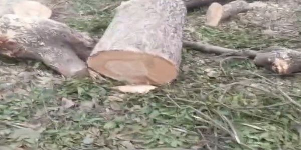 नाेएडा में पांच लोगों पर नीम का पेड़ काटने के आरोप में मुकदमा दर्ज