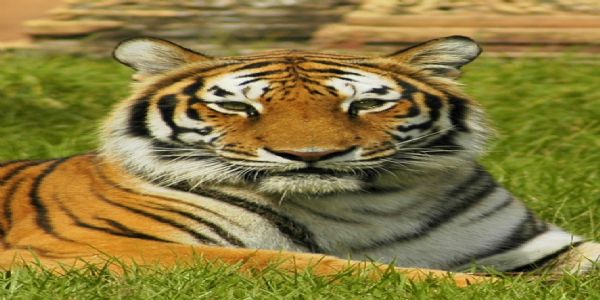 छत्तीसगढ़ के धमतरी जिले में एक भी बाघ की स्थाई मौजूदगी नहीं, 16 जनवरी से शुरू होगा बाघ आंकलन सर्वे