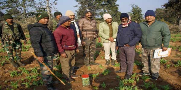 कोडरमा पुलिस ने तीन एकड़ में लगी अफीम की खेती को किया नष्ट