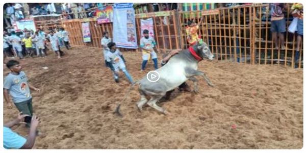 आवनियापुरम में जल्लिकट्टू प्रतियोगिता शुरू, लाेगाें में दिखा उत्साह