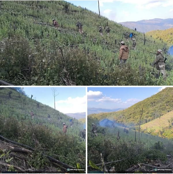 Image of the 15 Acres of Poppy Cultivation Destruction in Manipur. Image of the 15 Acres of Poppy Cultivation Destruction in Manipur.