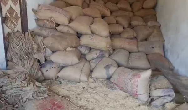 गोदाम में रखा हुआ धान।