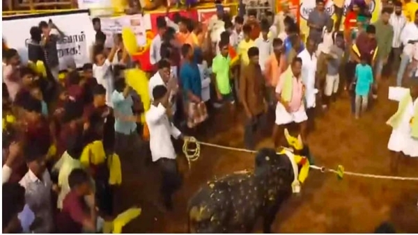 पलामेडु जल्लीकट्टू की तस्वीर पलामेडु जल्लीकट्टू की तस्वीर