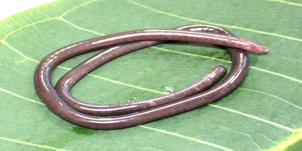 जेडएसआई