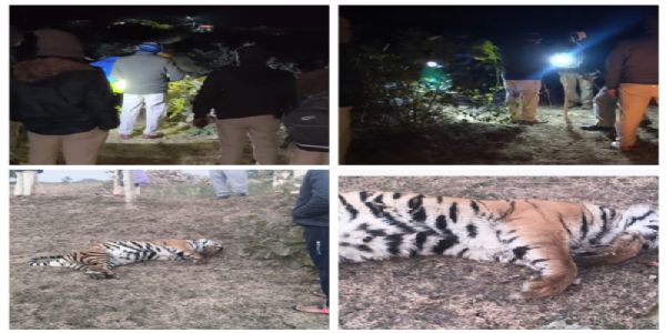 उमरियाः बाघ शावक की संदिग्ध परिस्थितियों में मौत