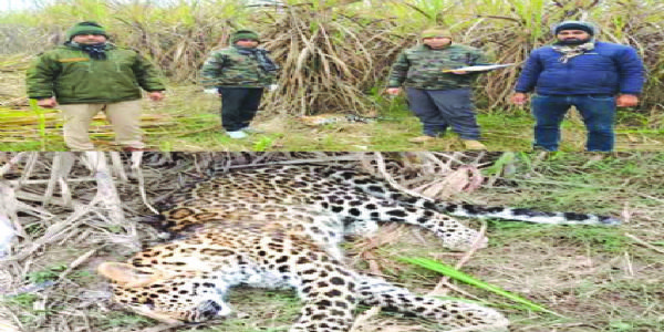 गन्ने के खेत में मिला नर गुलदार का शव, जांच में जुटा वन विभाग