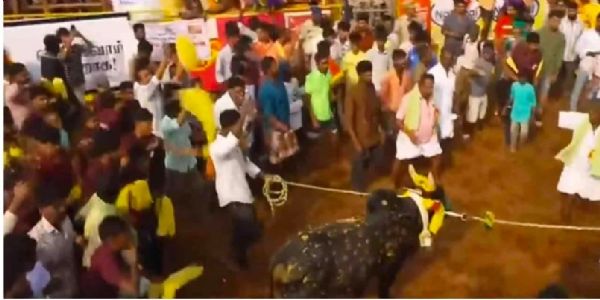 तमिलनाडु के पलामेडु में जल्लीकट्टू का आगाज, उपमुख्यमंत्री उदयनिधि स्टालिन ने दिखाई हरी झंडी