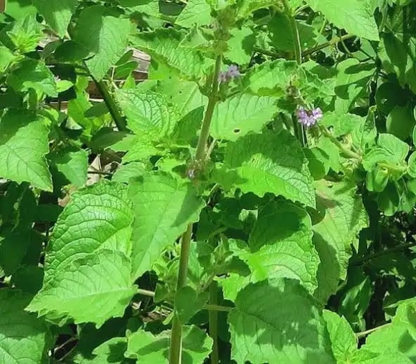 फोटो प्रतीक