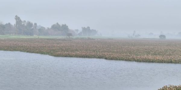 भगहर झील की सुंदरता पर जलकुंभी का ग्रहण, पर्यटन संभावनाएं प्रभावित