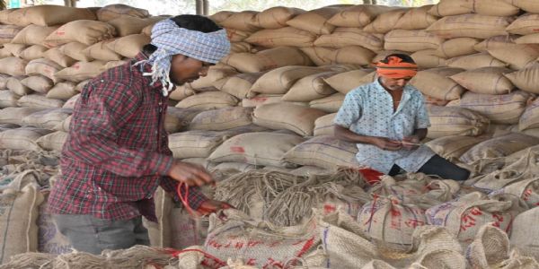 धान खरीद के लिए आठ-नौ दिन शेष, साढ़े 23 हजार किसानों ने नहीं बेचा है धान