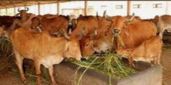 गोवंश संरक्षण के लिए प्रतिबद्धता से कार्य कर रही योगी सरकार