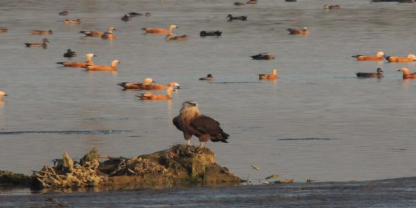उत्तराखंड में एशियन वाटरबर्ड सेंसस संपन्न, असन वेटलैंड में पक्षियाें की 126 प्रजातियां हुई दर्ज