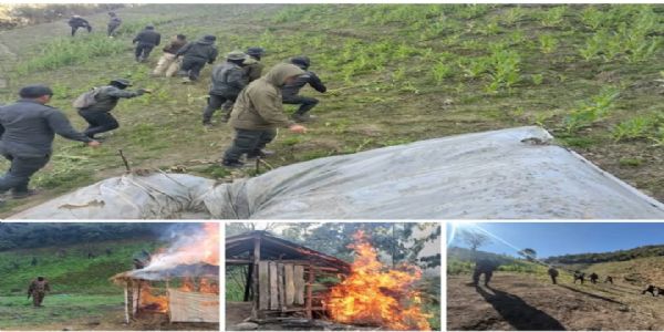 Image of the 306 Acres of Illicit Poppy Cultivation Destruction in Manipur.