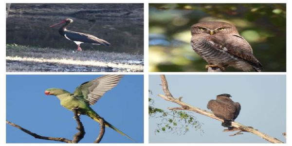 दो सौ से अधिक पक्षी प्रजातियाँ दर्ज, 11 राज्यों से पहुँचे प्रतिभागी