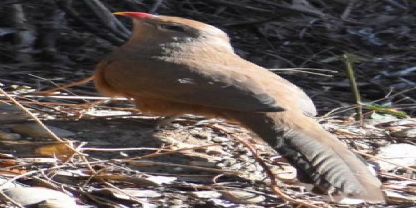 उत्तरकाशी जिले में पहली बार कैमरे में कैद हुआ दुर्लभ पक्षी सिरकीर मालकोहा