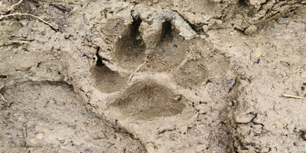 सांगानेर के मोहनपुरा में तेंदुए की दहशत, वन विभाग अलर्ट