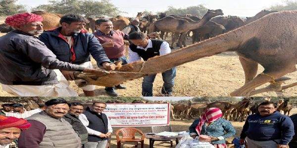 एनआरसीसी की विशेषज्ञ टीम जैसलमेर के ऊंटाें में फैली बीमारी की पहचान व उपचार करने पहुंची