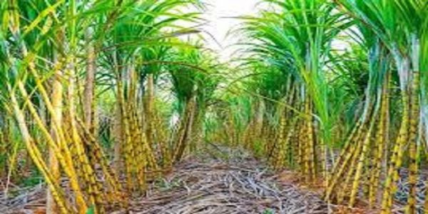 किसानों का फूटा गुस्सा, गन्ना कांटा न लगने पर आत्मदाह की चेतावनी