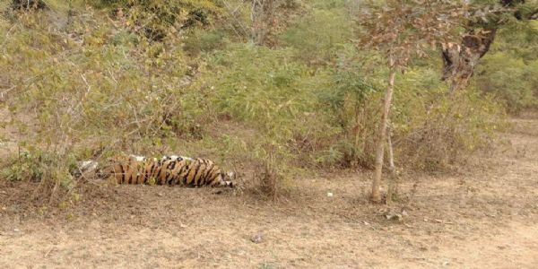 उमरिया: बांधवगढ़ में फिर एक मादा बाघ की संदिग्ध परिस्थितियों में मौत