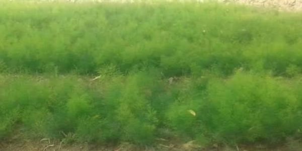 धूप के साथ पुरवाई ने किसानों की बढाई चिंता