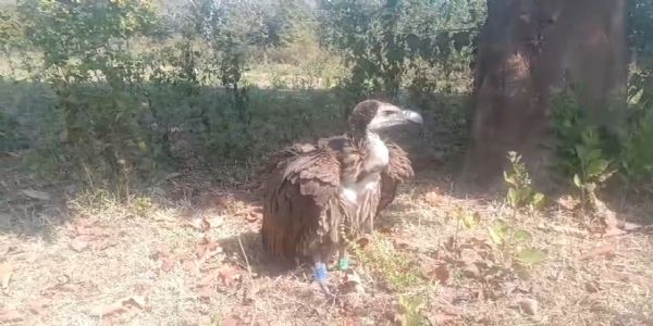 महाराष्ट्र से सीतानदी के जंगल पहुंचे गिद्ध का किया गया रेस्क्यू