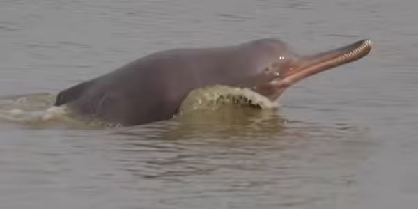 काटवा : पेड़ पर लटका मिला डॉल्फिन का शव